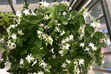 茉莉花怎么养才能长得好看，用什么土养茉莉花最好？