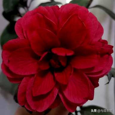 克瑞墨茶花和香妃茶花哪个更香？克瑞墨茶花养殖方法及注意事项
