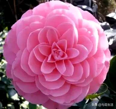 克瑞墨茶花和香妃茶花哪个更香？克瑞墨茶花养殖方法及注意事项