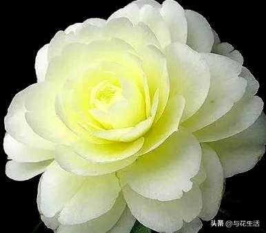 克瑞墨茶花和香妃茶花哪个更香？克瑞墨茶花养殖方法及注意事项