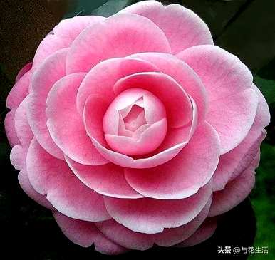 克瑞墨茶花和香妃茶花哪个更香？克瑞墨茶花养殖方法及注意事项