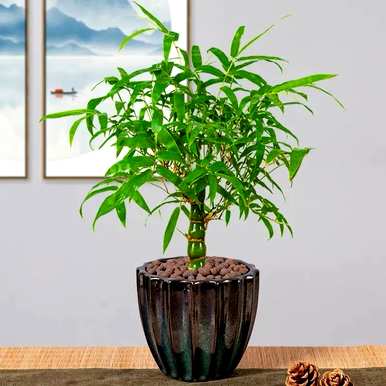 佛肚竹适合室内养殖吗？如何养殖佛肚竹？
