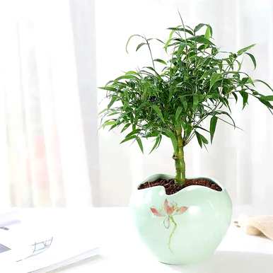 佛肚竹适合室内养殖吗？如何养殖佛肚竹？