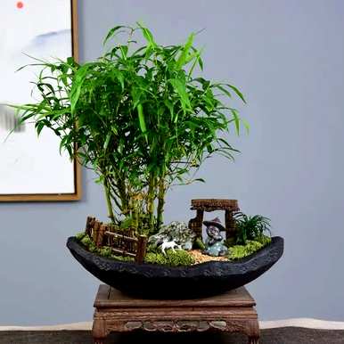 佛肚竹适合室内养殖吗？如何养殖佛肚竹？