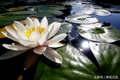 水生植物可以分为什么类型，水生植物有什么类型？