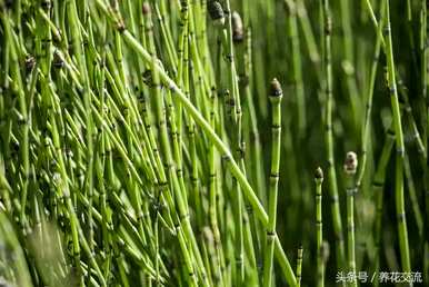 水生植物可以分为什么类型，水生植物有什么类型？