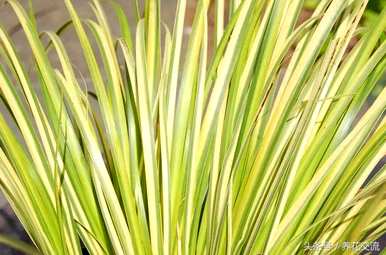 水生植物可以分为什么类型，水生植物有什么类型？