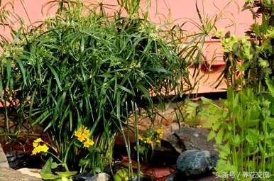 水生植物可以分为什么类型，水生植物有什么类型？