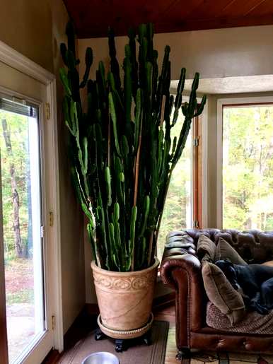 家用植物盆栽，办公室植物盆栽