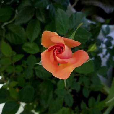 向日葵百合玫瑰搭配花束花语，橙玫瑰和向日葵是什么花语？