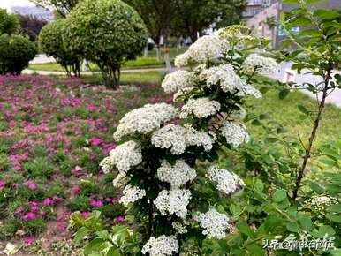 为什么绣线菊的花语是祈福努力，绣线菊的花语是什么？