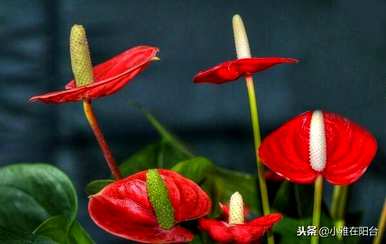 火鹤花水培养殖方法视频，火鹤花在屋内养殖对人体有好处吗？