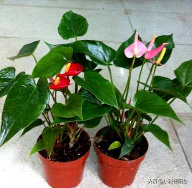火鹤花水培养殖方法视频，火鹤花在屋内养殖对人体有好处吗？