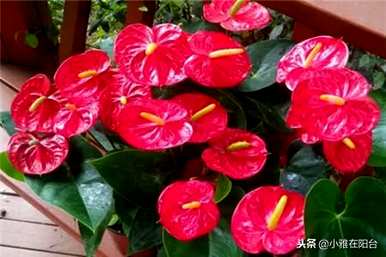 火鹤花水培养殖方法视频，火鹤花在屋内养殖对人体有好处吗？
