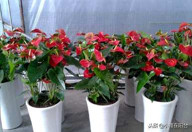 火鹤花水培养殖方法视频，火鹤花在屋内养殖对人体有好处吗？