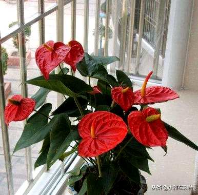 火鹤花水培养殖方法视频，火鹤花在屋内养殖对人体有好处吗？