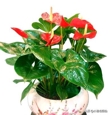 火鹤花水培养殖方法视频，火鹤花在屋内养殖对人体有好处吗？