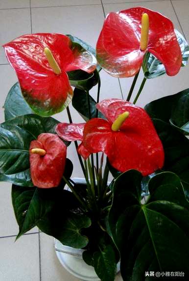火鹤花水培养殖方法视频，火鹤花在屋内养殖对人体有好处吗？
