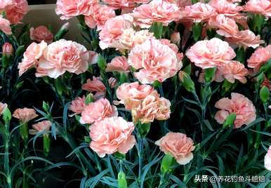 插鲜干花的瓶子里要放水吗？插瓶的干花要加水吗？