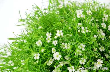 插鲜干花的瓶子里要放水吗？插瓶的干花要加水吗？