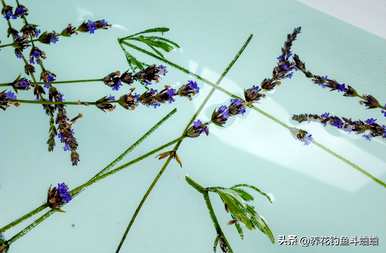 插鲜干花的瓶子里要放水吗？插瓶的干花要加水吗？