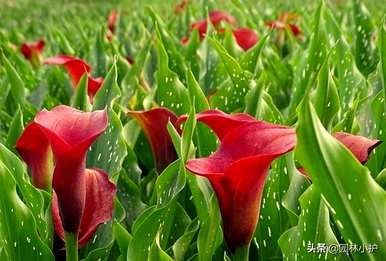什么是乳白色马蹄莲花语，什么是白马蹄莲花语？