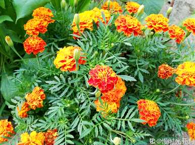 驱蚊草有几种类型，驱蚊草需要什么样的土壤？