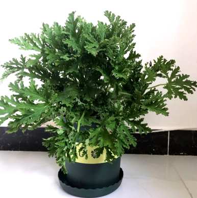 驱蚊草有几种类型，驱蚊草需要什么样的土壤？