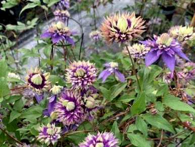 什么季节种植铁线莲最好，什么季节种植铁线莲最好？