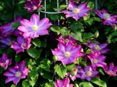 什么季节种植铁线莲最好，什么季节种植铁线莲最好？