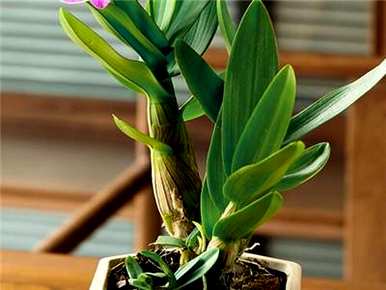 石斛兰开花后修剪视频，石斛兰怎么开花？
