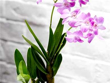 石斛兰开花后修剪视频，石斛兰怎么开花？