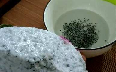 如何种植盆栽火龙果种子，如何防止火龙果种子幼苗腐烂