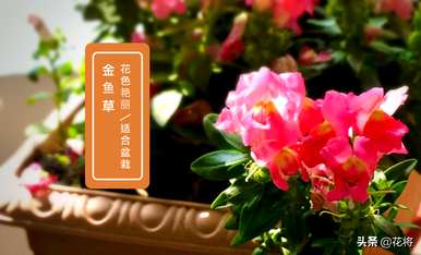 怎样养殖金鱼草，金鱼草图片及养殖方法