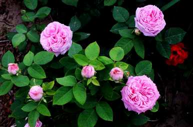 水仙花月季花迎春花百合花什么时候开？月季花什么时候开？