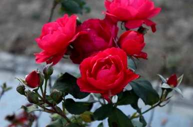 水仙花月季花迎春花百合花什么时候开？月季花什么时候开？
