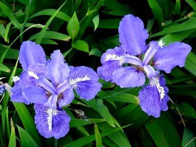 什么是一些常见的花语？什么是包含特殊花语的花语？