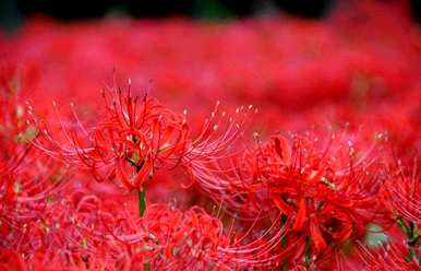 什么是一些常见的花语？什么是包含特殊花语的花语？