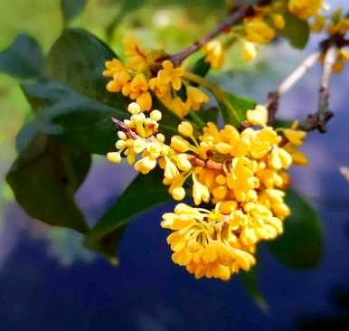 什么是一些常见的花语？什么是包含特殊花语的花语？