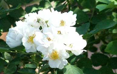 什么是一些常见的花语？什么是包含特殊花语的花语？