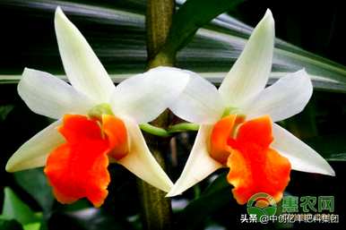石斛的育种技巧和方法，如何育种青苹果石斛