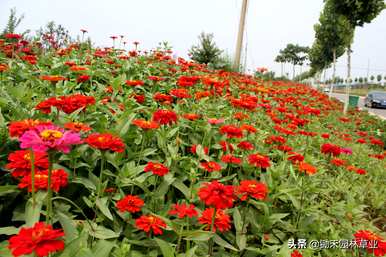 百日菊种子长什么样，百日菊种子什么时候种？