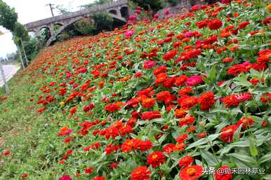 百日菊种子长什么样，百日菊种子什么时候种？