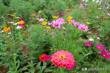 百日菊种子长什么样，百日菊种子什么时候种？