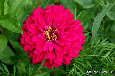 百日菊种子长什么样，百日菊种子什么时候种？