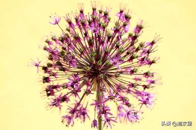 天堂鸟和蒲公英花语，童年回忆蒲公英花语
