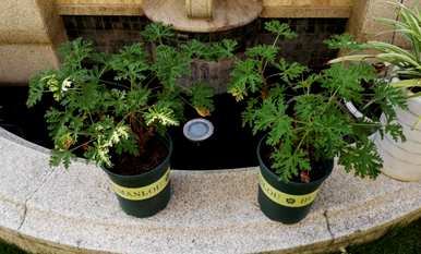 驱蚊最好的植物有哪些，能驱蚊的植物有哪些？