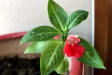 驱蚊最好的植物有哪些，能驱蚊的植物有哪些？