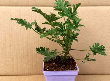 驱蚊最好的植物有哪些，能驱蚊的植物有哪些？