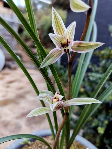 建兰名贵兰花品种，名贵兰花品种有哪些
